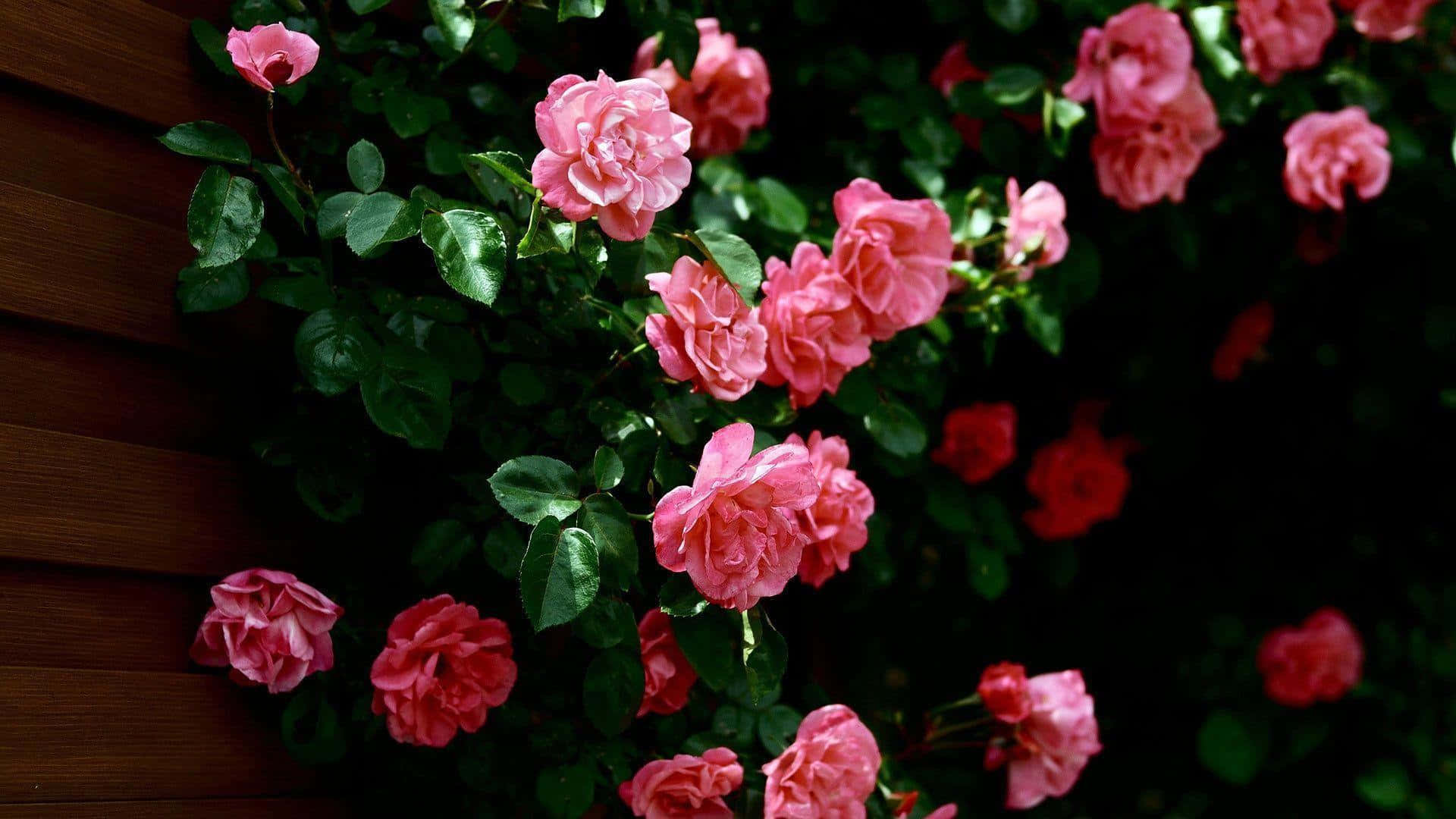 Pink Roses Growing On A Wall