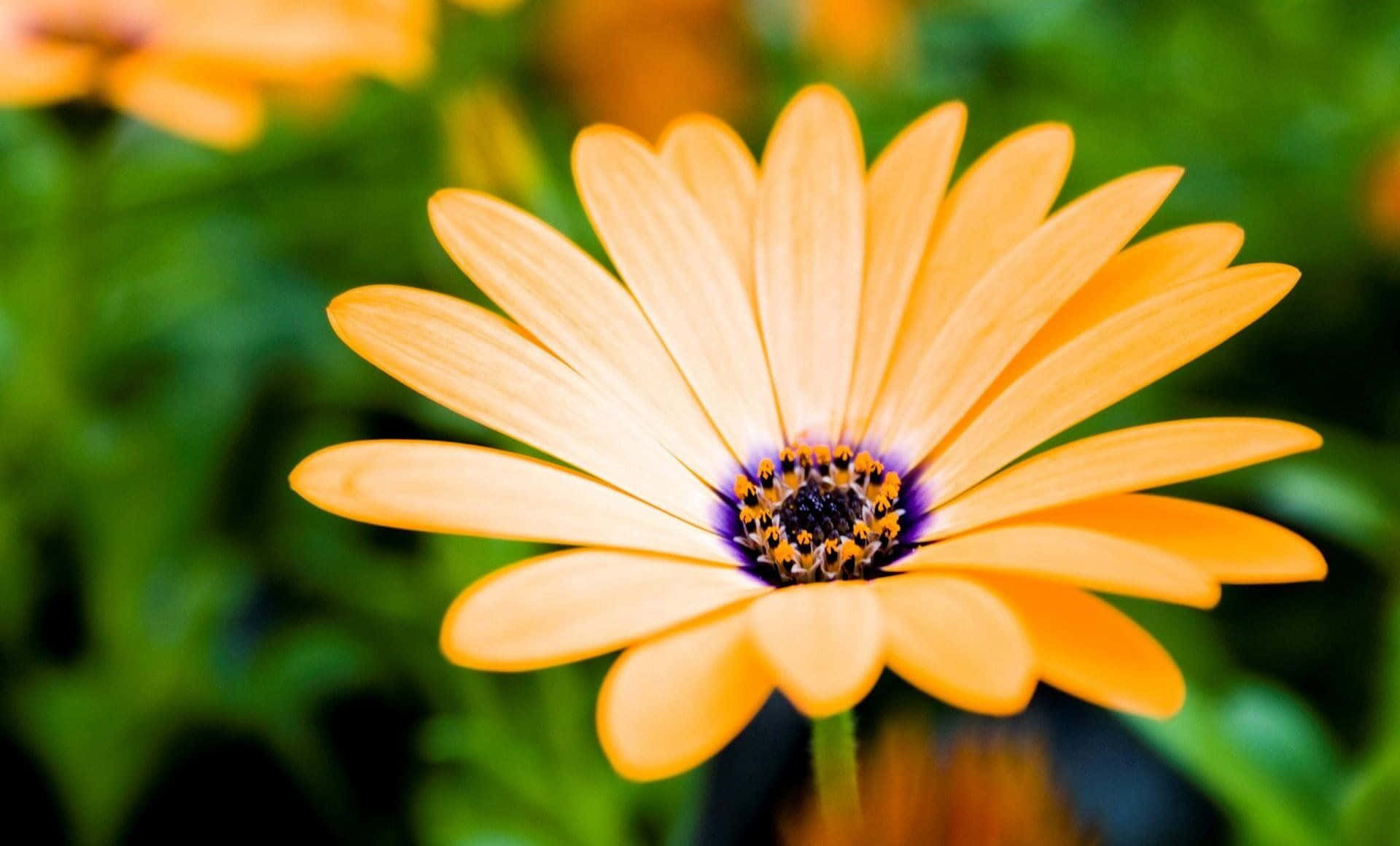 Image  A Vibrant Floral Desktop Background