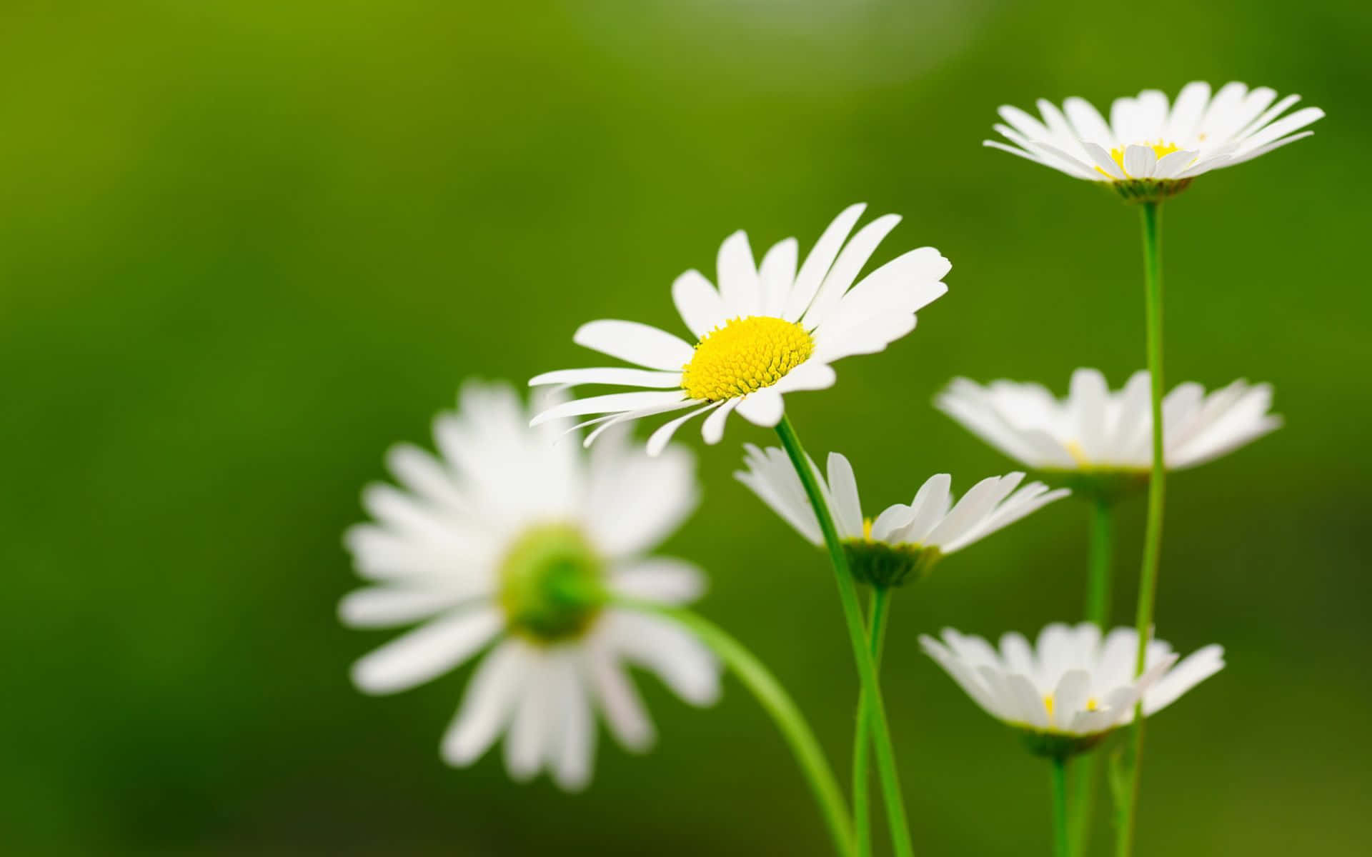 Bringensie Die Schönheit Der Natur An Ihren Arbeitsplatz Mit Diesem Atemberaubenden Blumen-desktop-hintergrund.