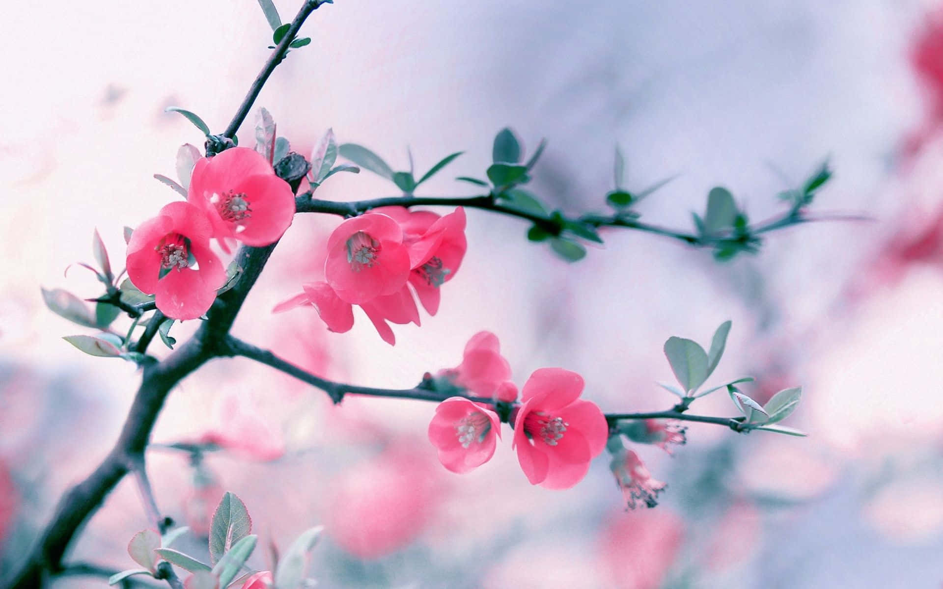 Nyderden Smukke Dag Med Vores Blomster Desktop Baggrund
