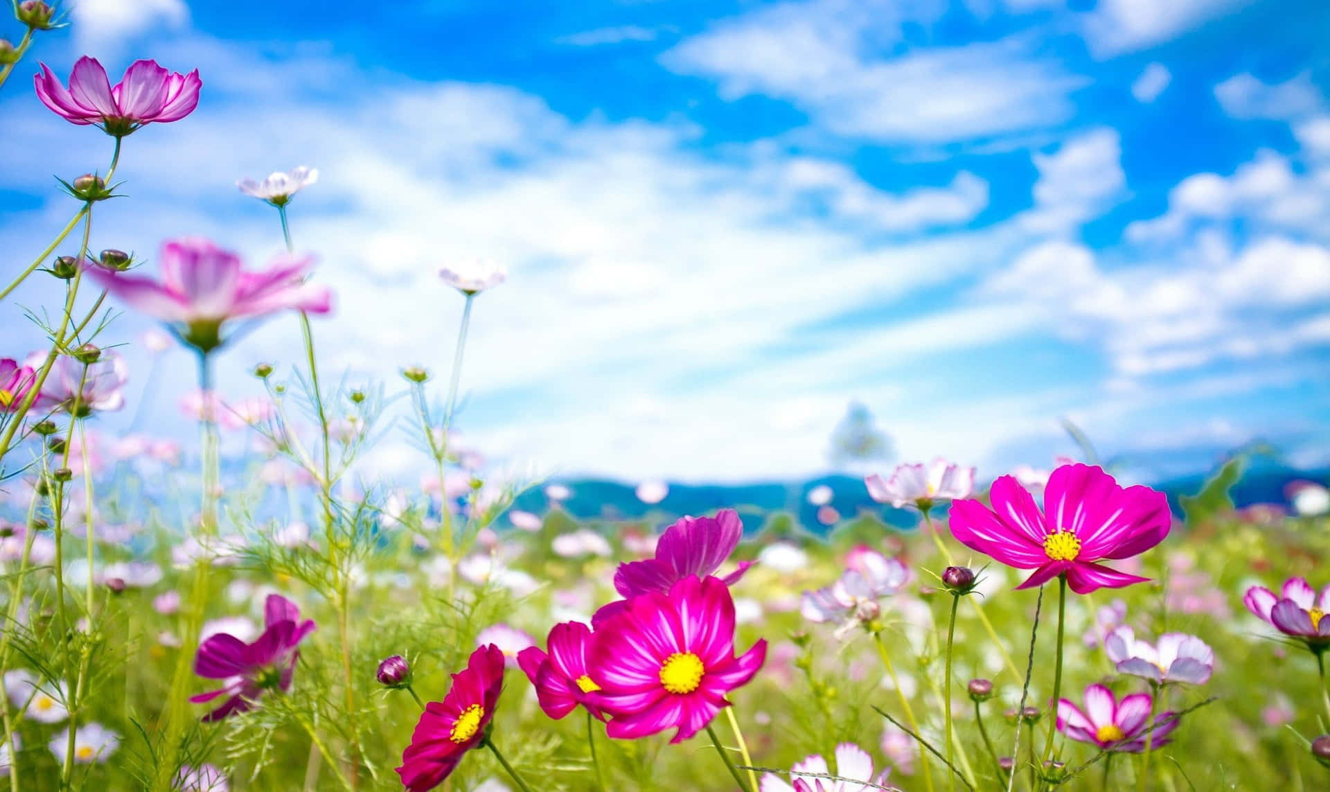 Hellensie Ihren Tag Mit Einem Blumen-desktop-hintergrund Auf