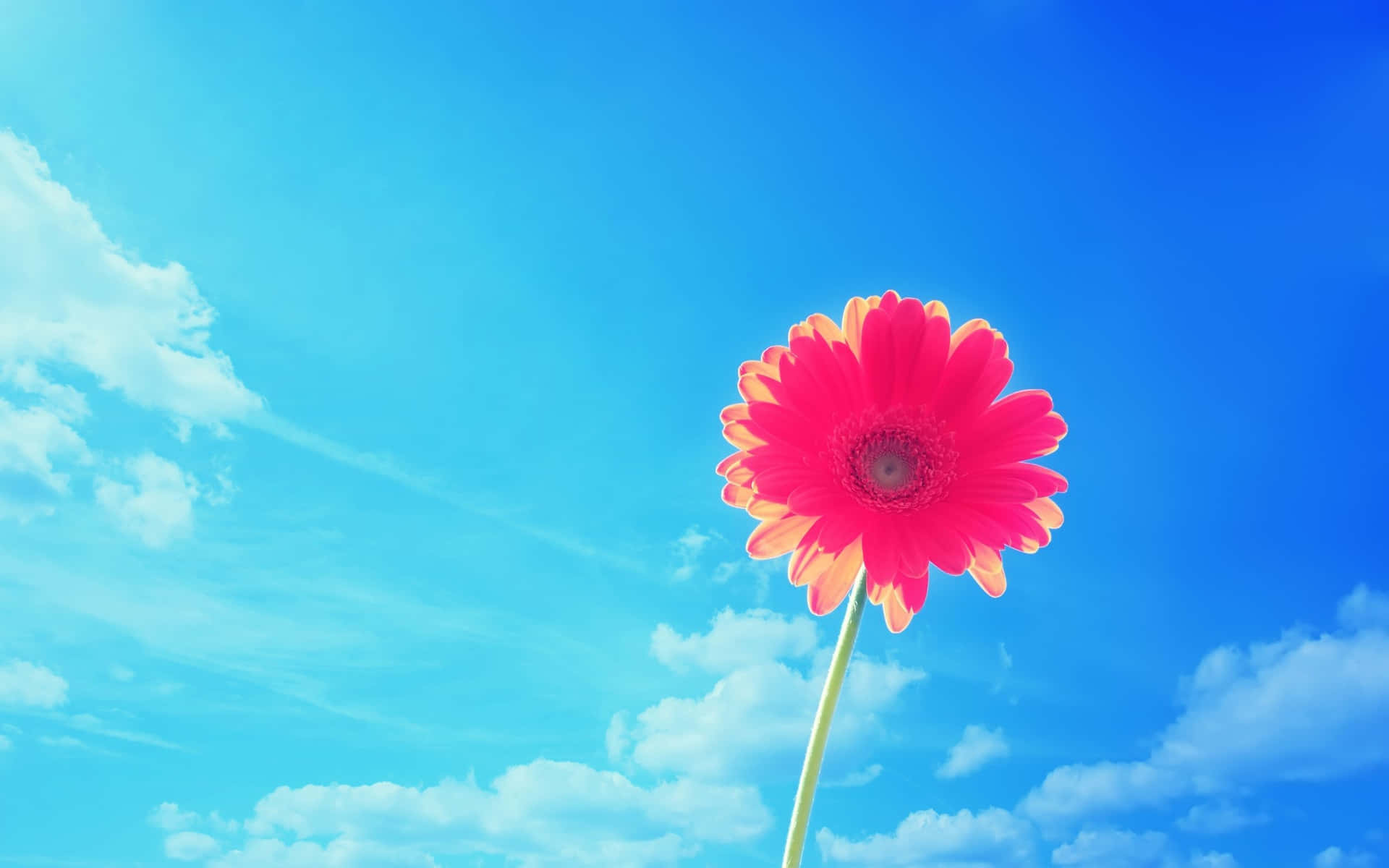 Enenkelt Lyserød Blomst Står I Den Blå Himmel