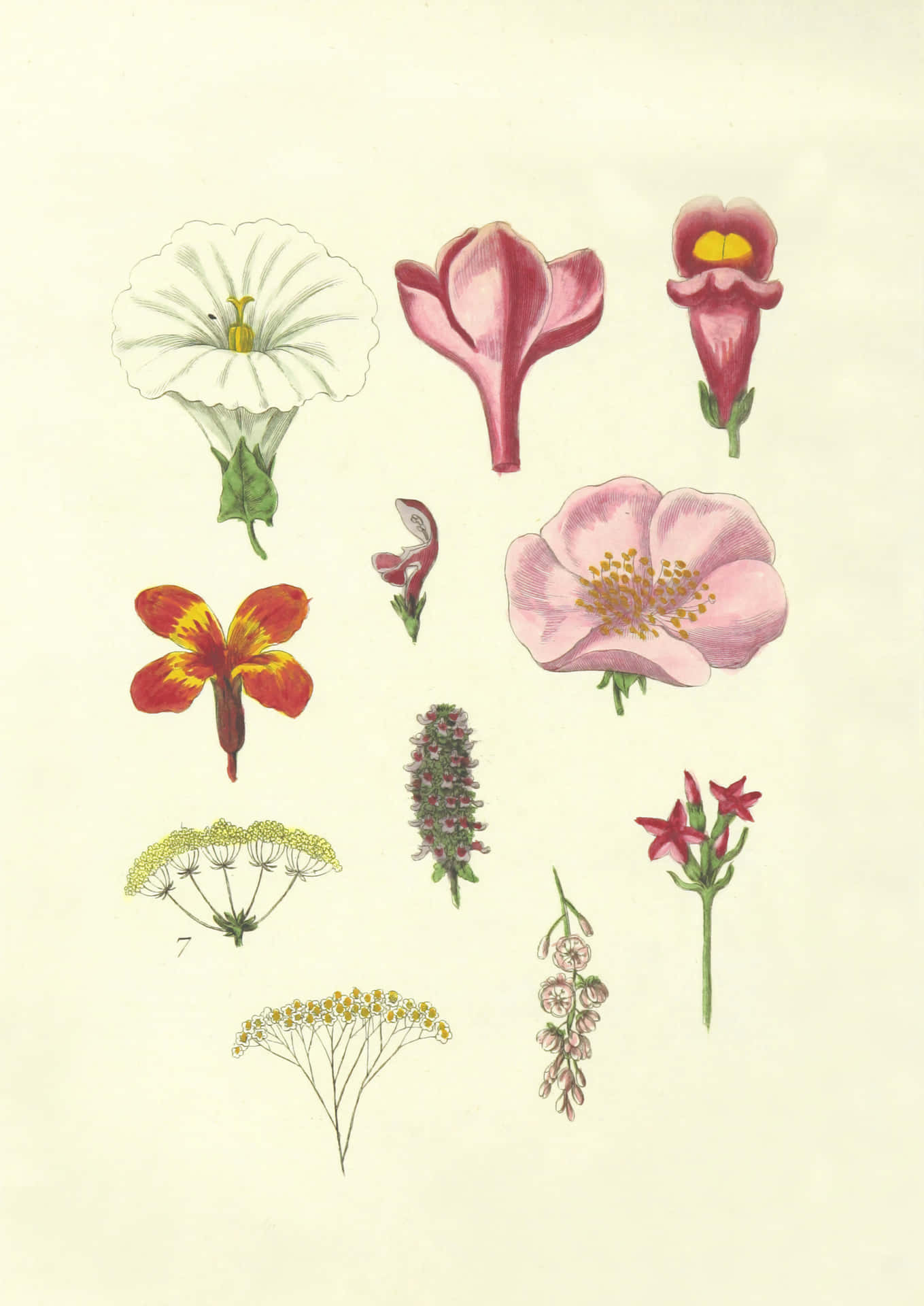 A Drawing Of Various Flowers On A White Background Wallpaper