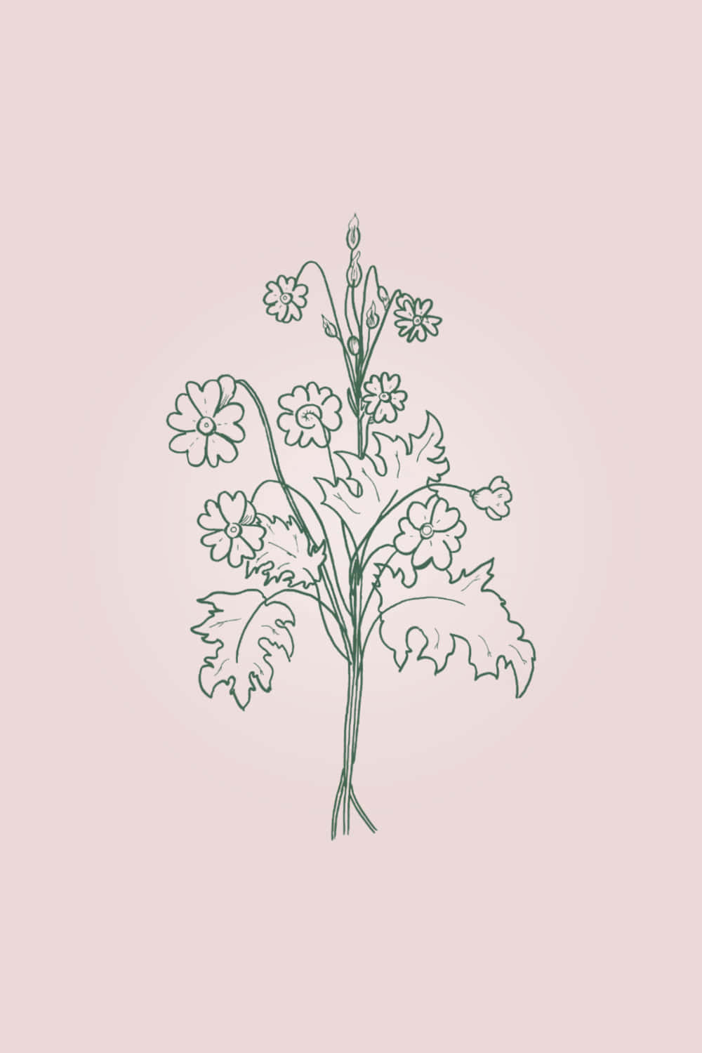 A Plant With Flowers On A Pink Background Wallpaper