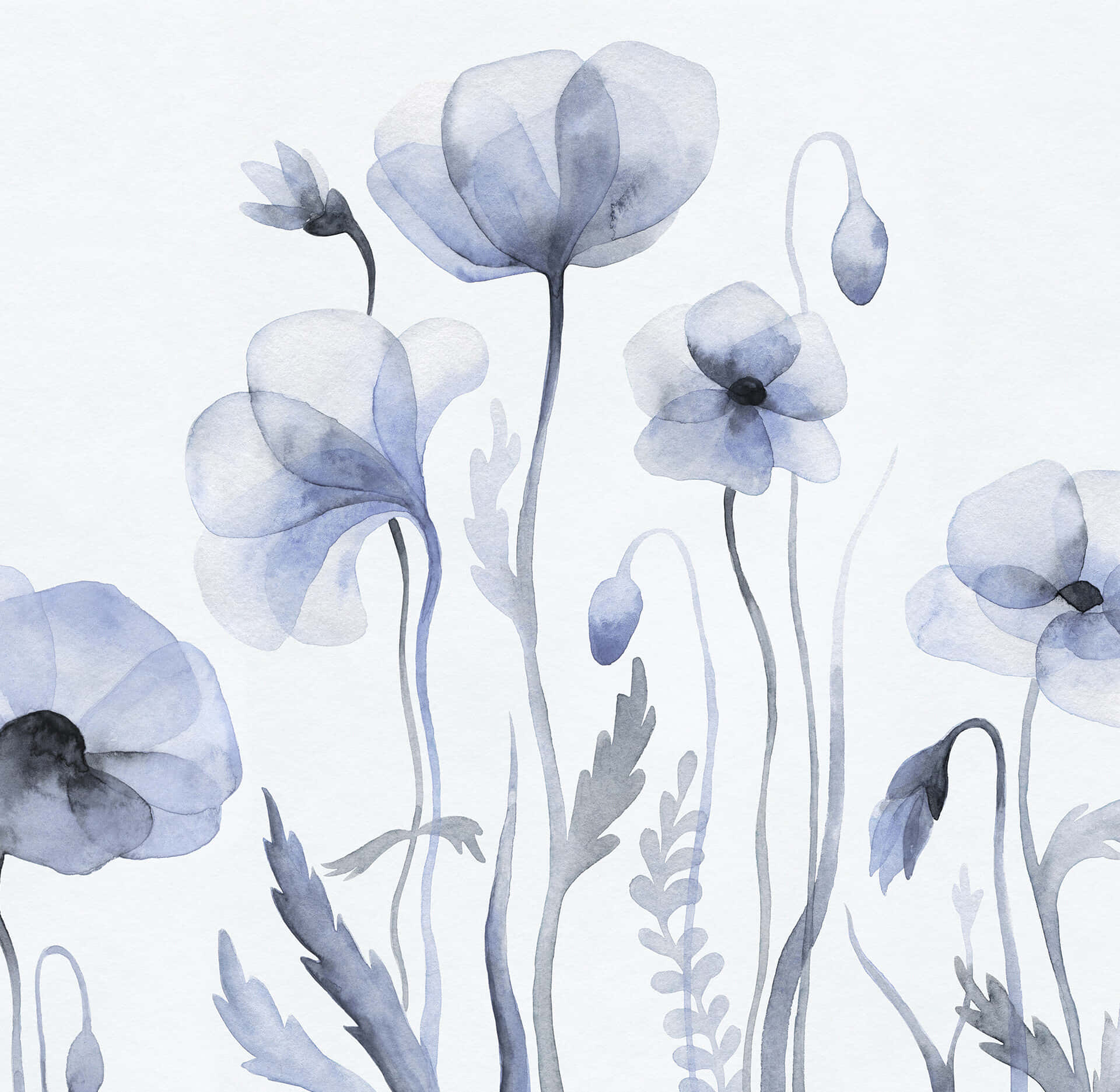 Watercolor Painting Of Blue Poppies Wallpaper