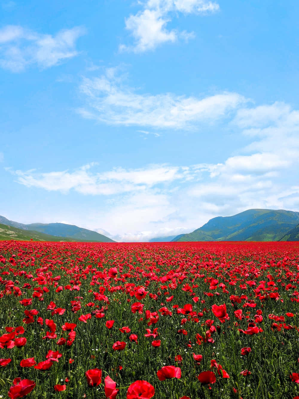 "Take in the Beauty of a Blooming Flower Field"