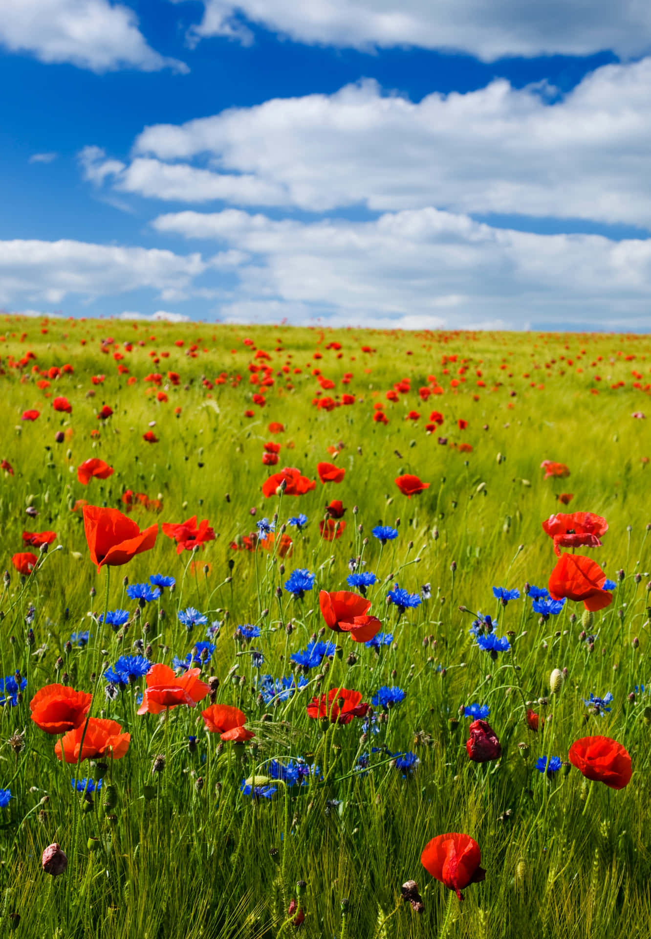 Nature is beautiful - the endless sea of wildflowers in the Flower Field.