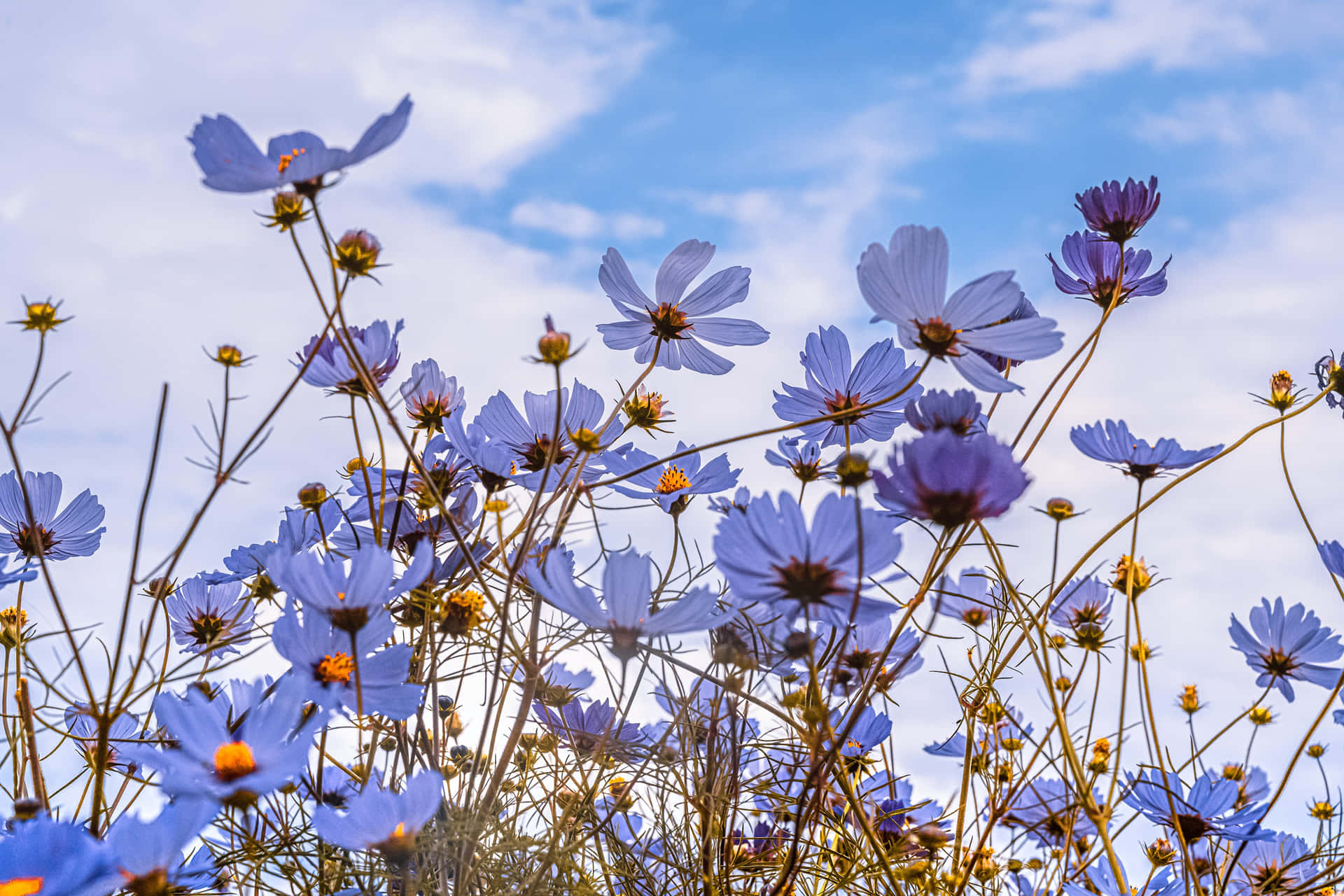 A Blue Flower In The Field