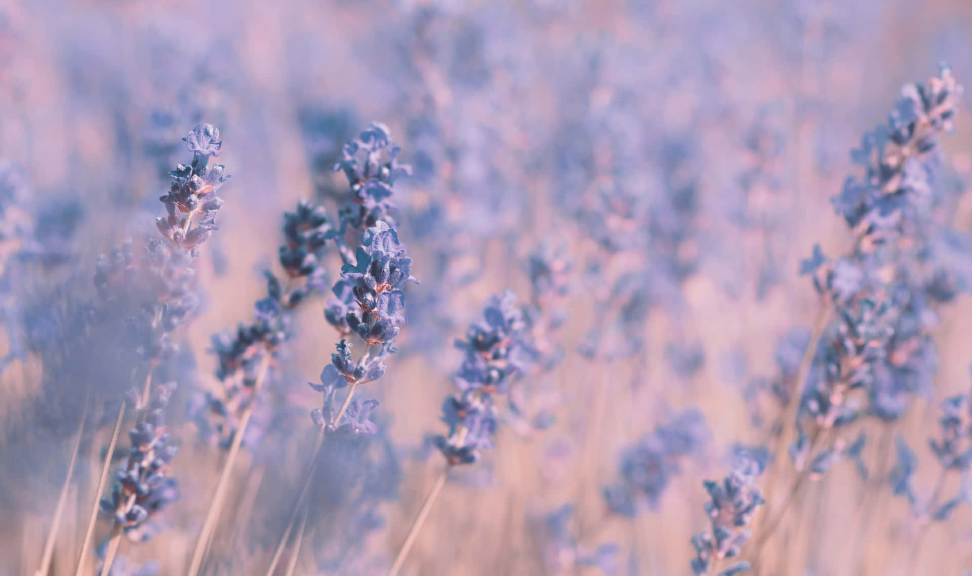 Lilalavendelfeld Mit Blauen Blumen Im Hintergrund