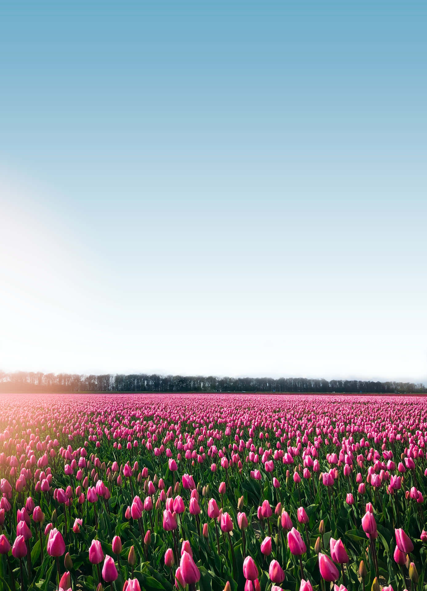 Verleihensie Ihrem Leben Farbe Mit Dem Wunderschönen Blumenfeld