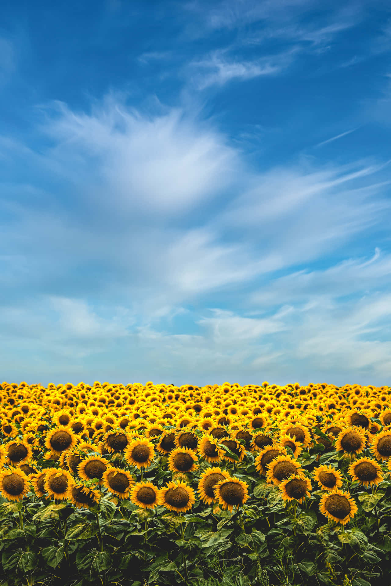 A picturesque view of a vibrant flower field