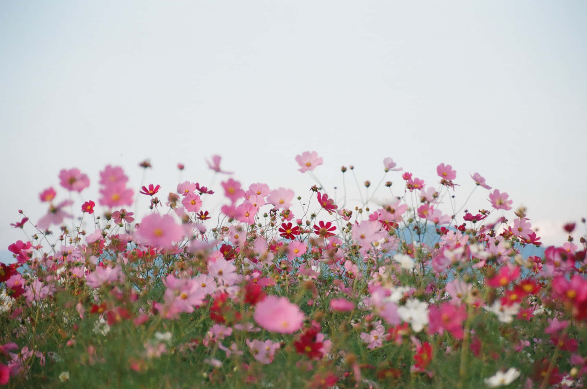 field of pink flowers wallpaper