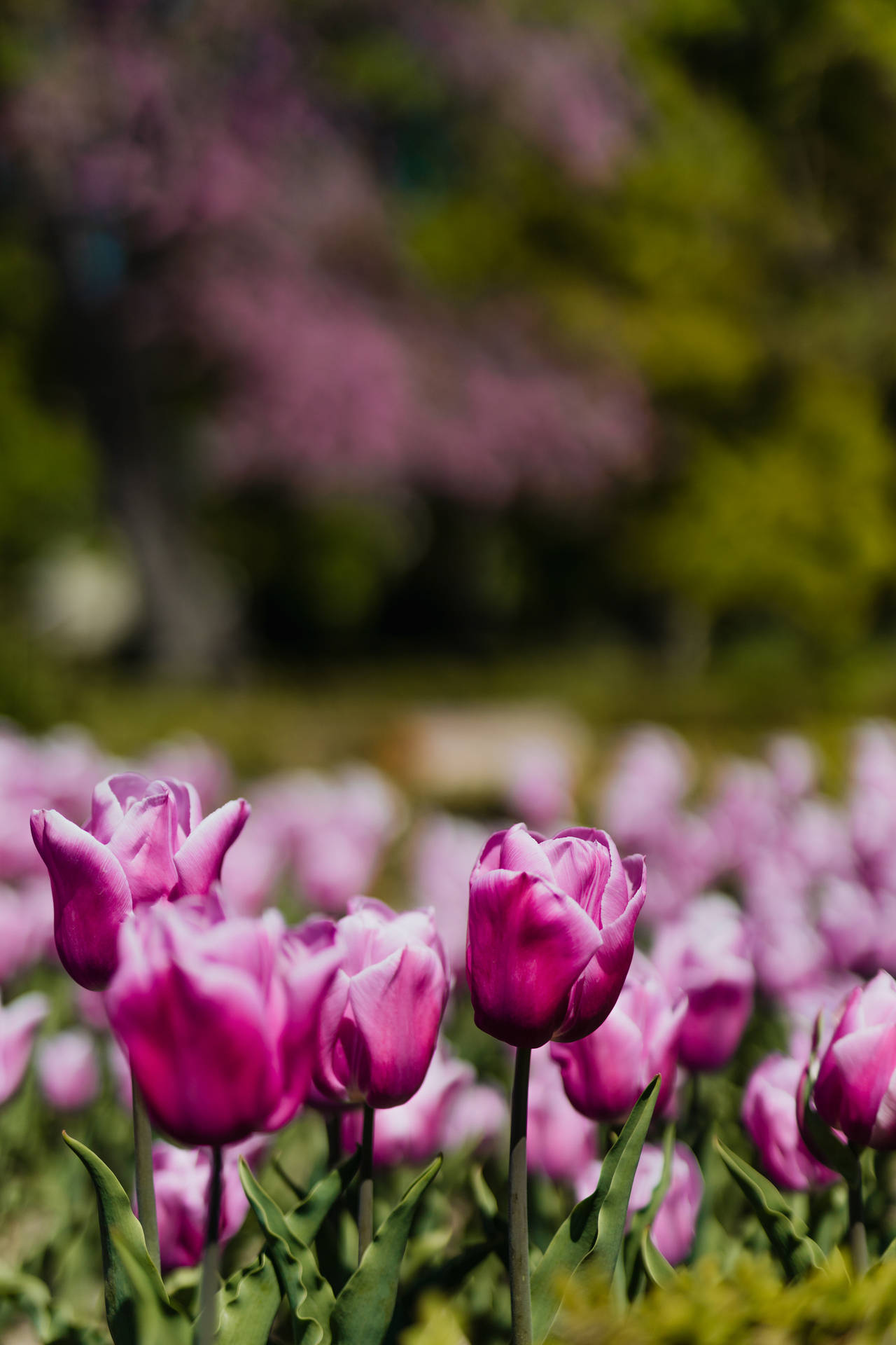 Flower Garden Of Violet Tulips Wallpaper