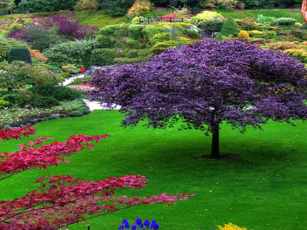 Purple Tree Flower Garden Picture