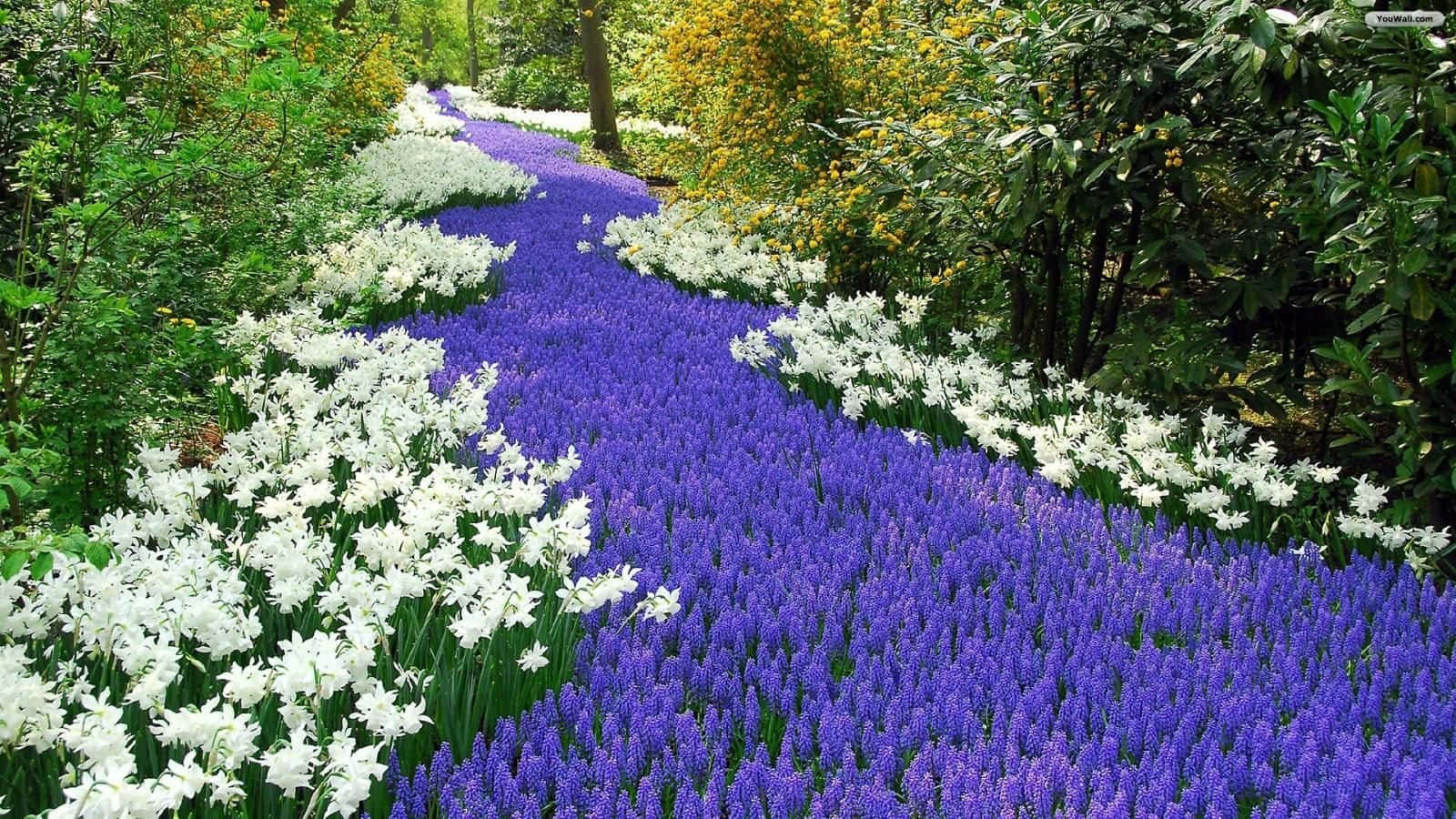 White And Purple Flower Garden Picture