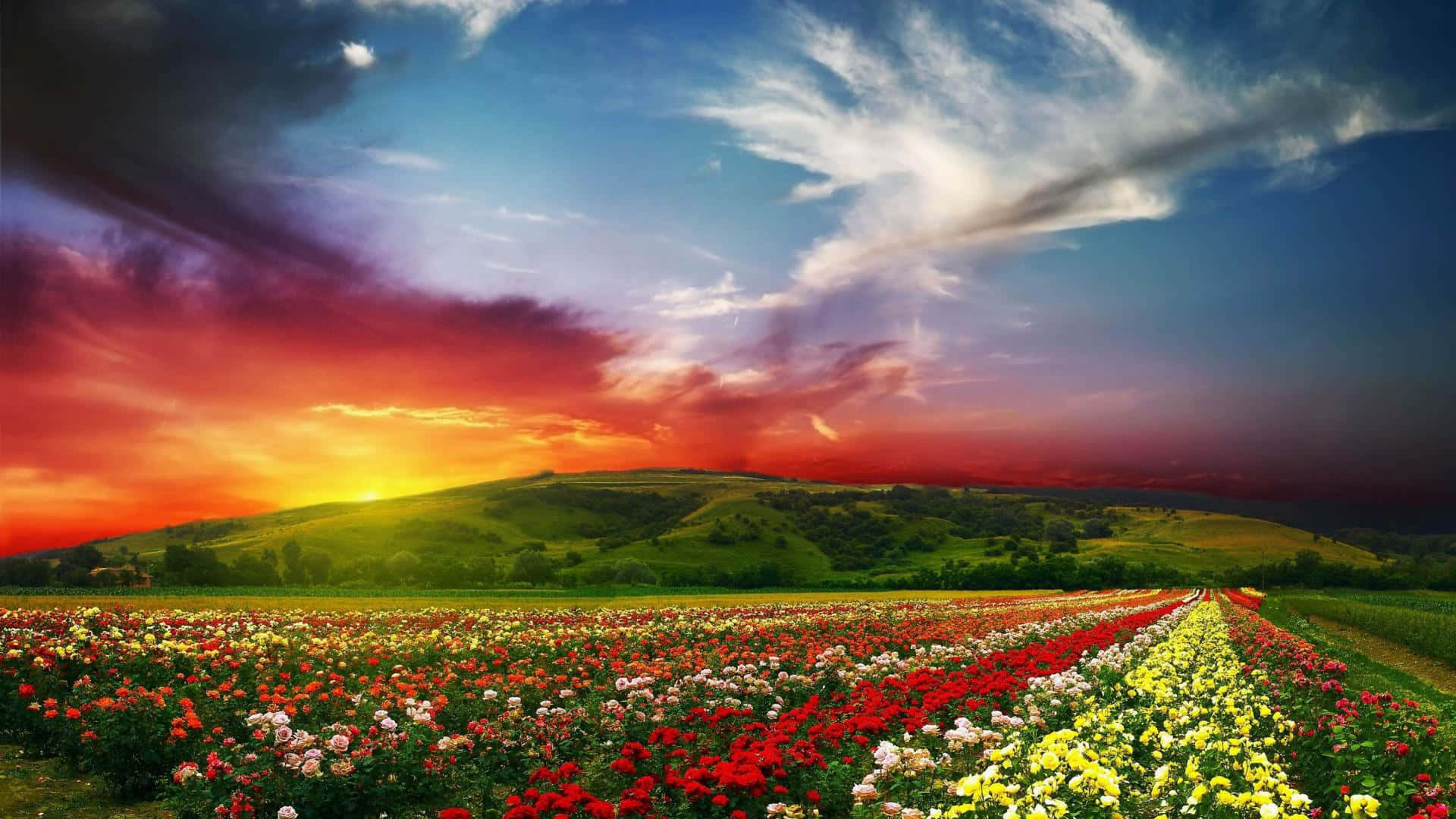 Flower Garden With Sunset Picture