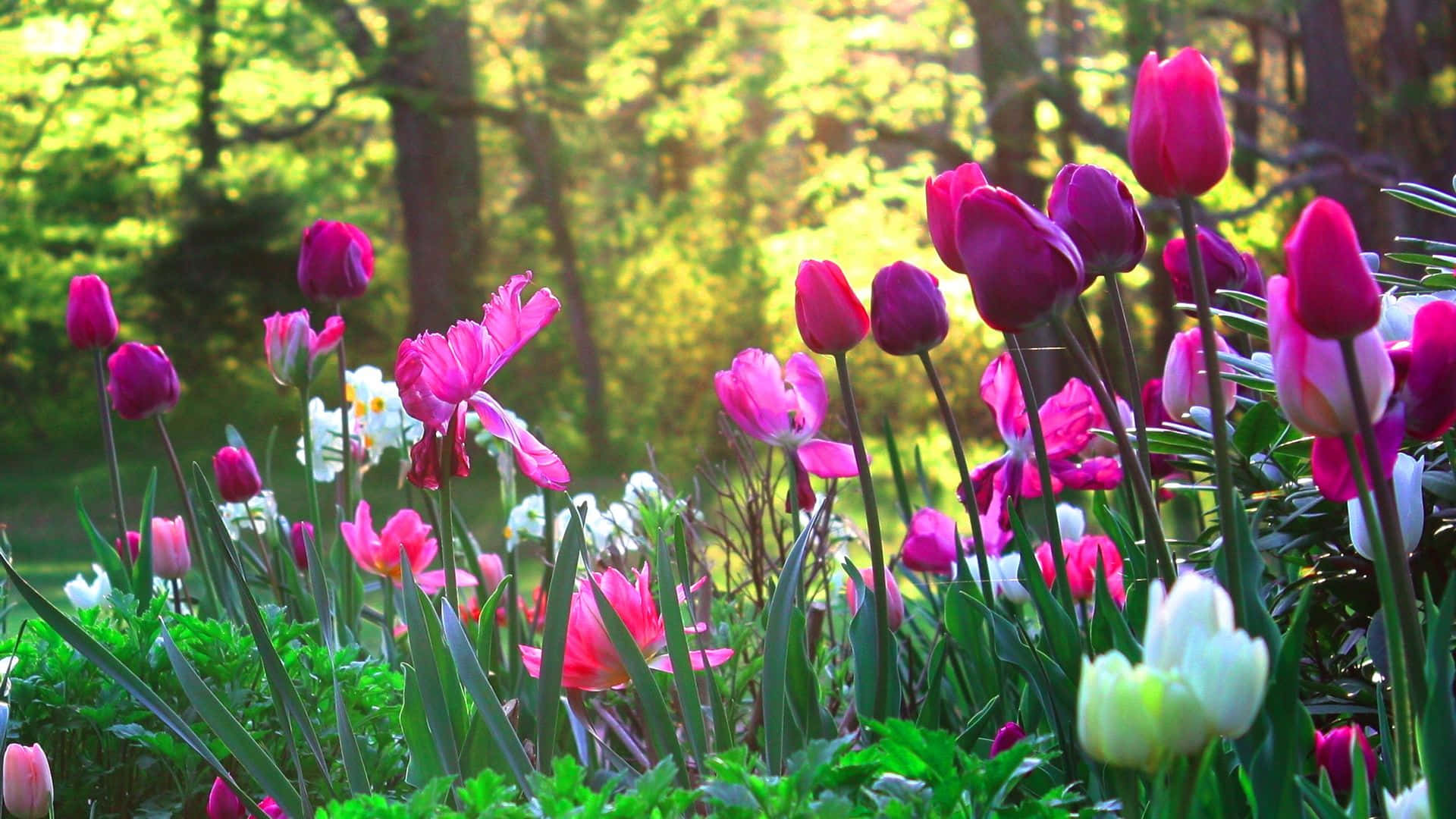 Pink Tulips Flower Garden Picture