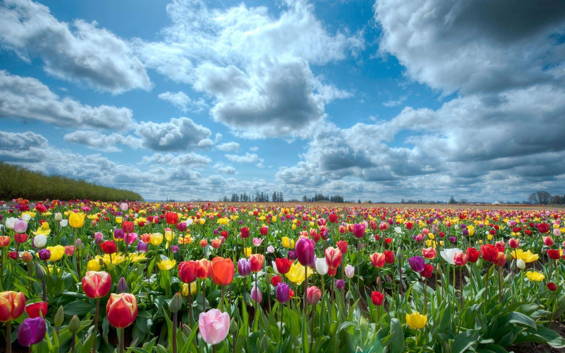 Tulips Flower Garden Blue Sky Picture