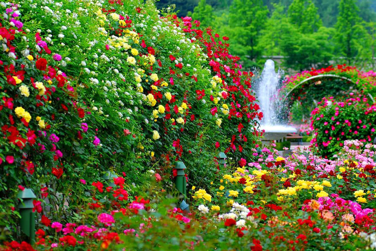 Flower Garden With Water Fountain Picture