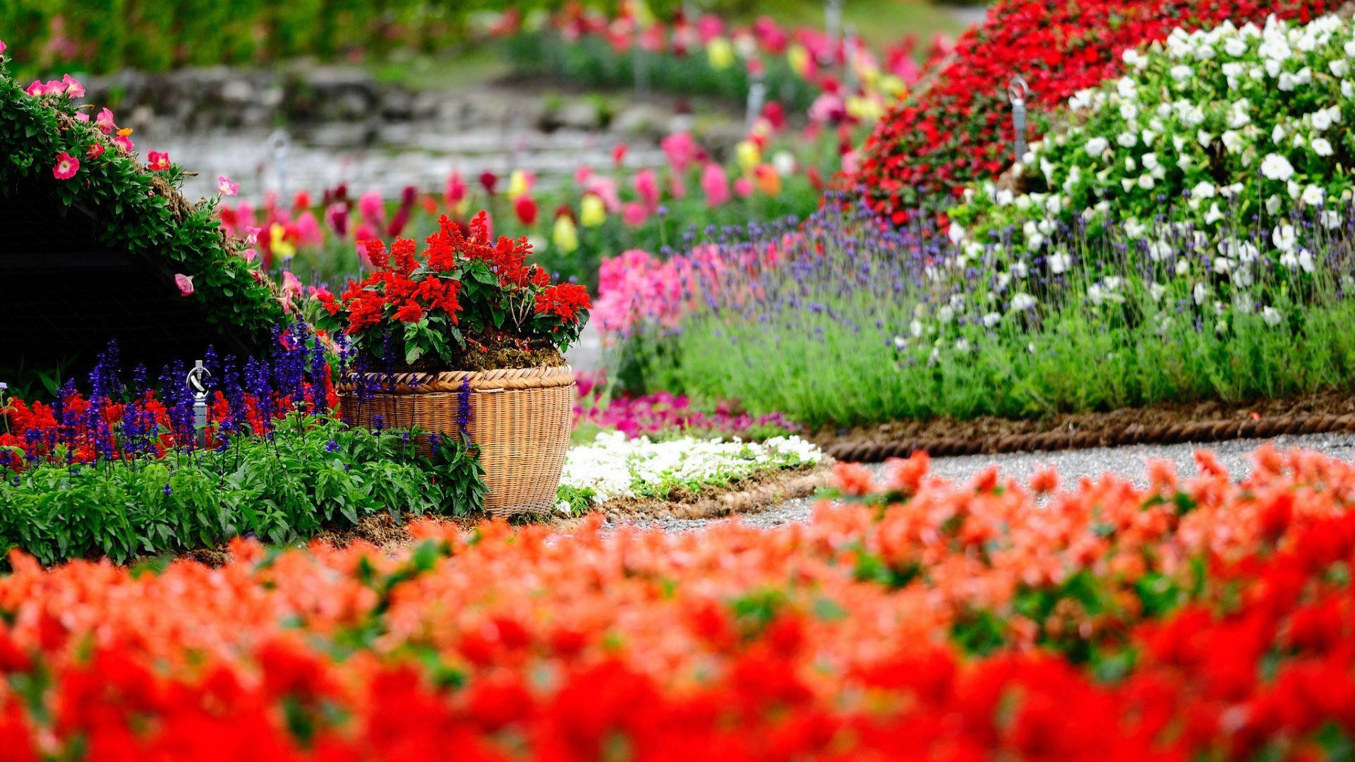Flower Hd Colourful Garden Wallpaper