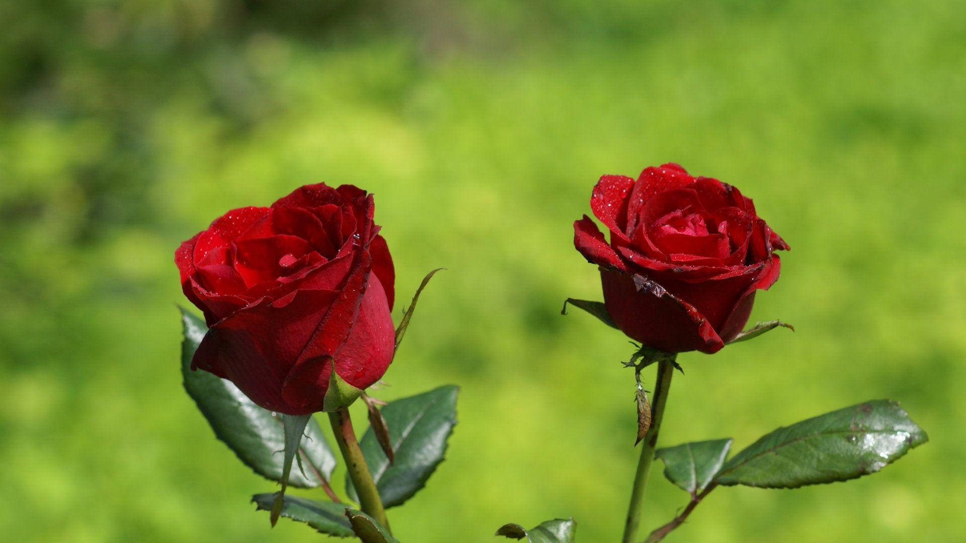 Floreshd Rosas Rojas Profundas Fondo de pantalla