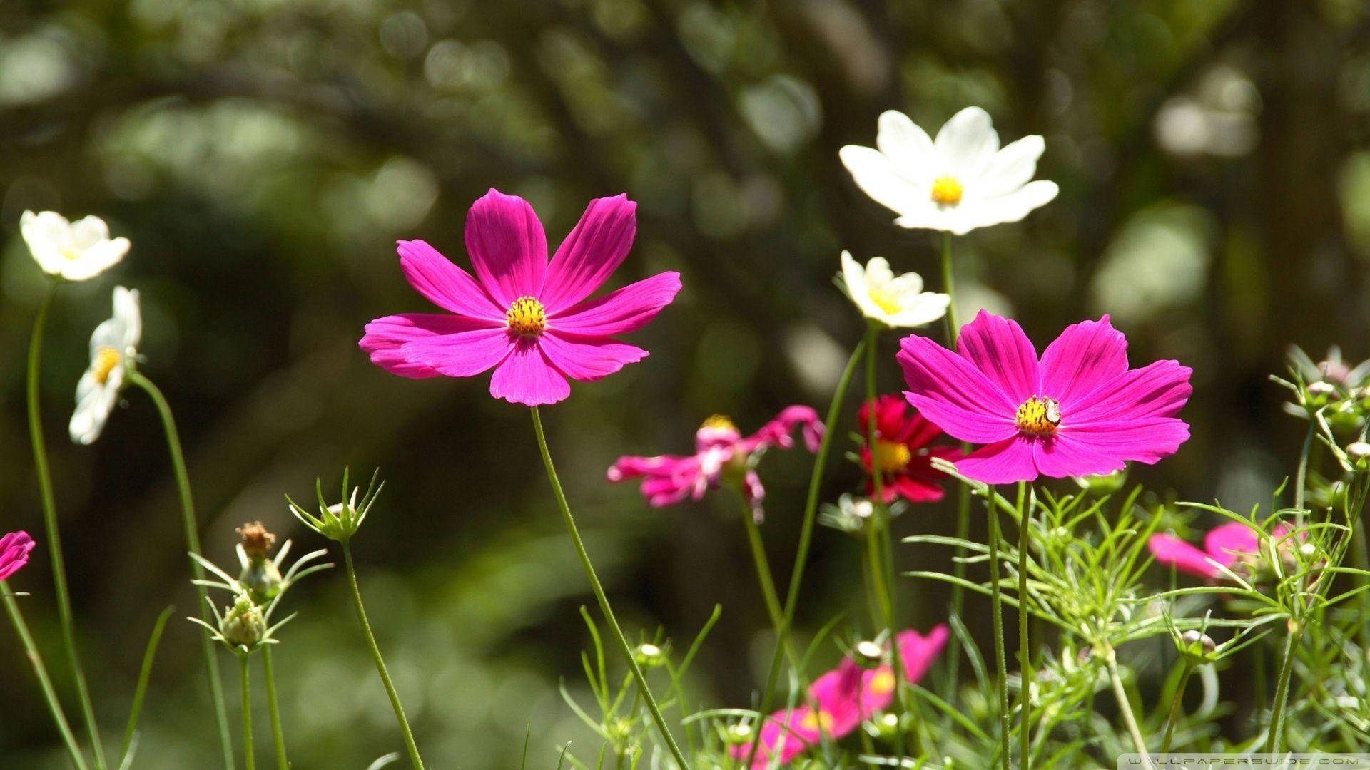Flower Hd Pink And White Cosmos Wallpaper