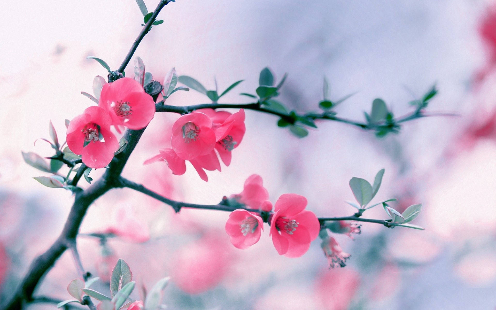 Flower Hd Pink Cherry Blossoms Wallpaper