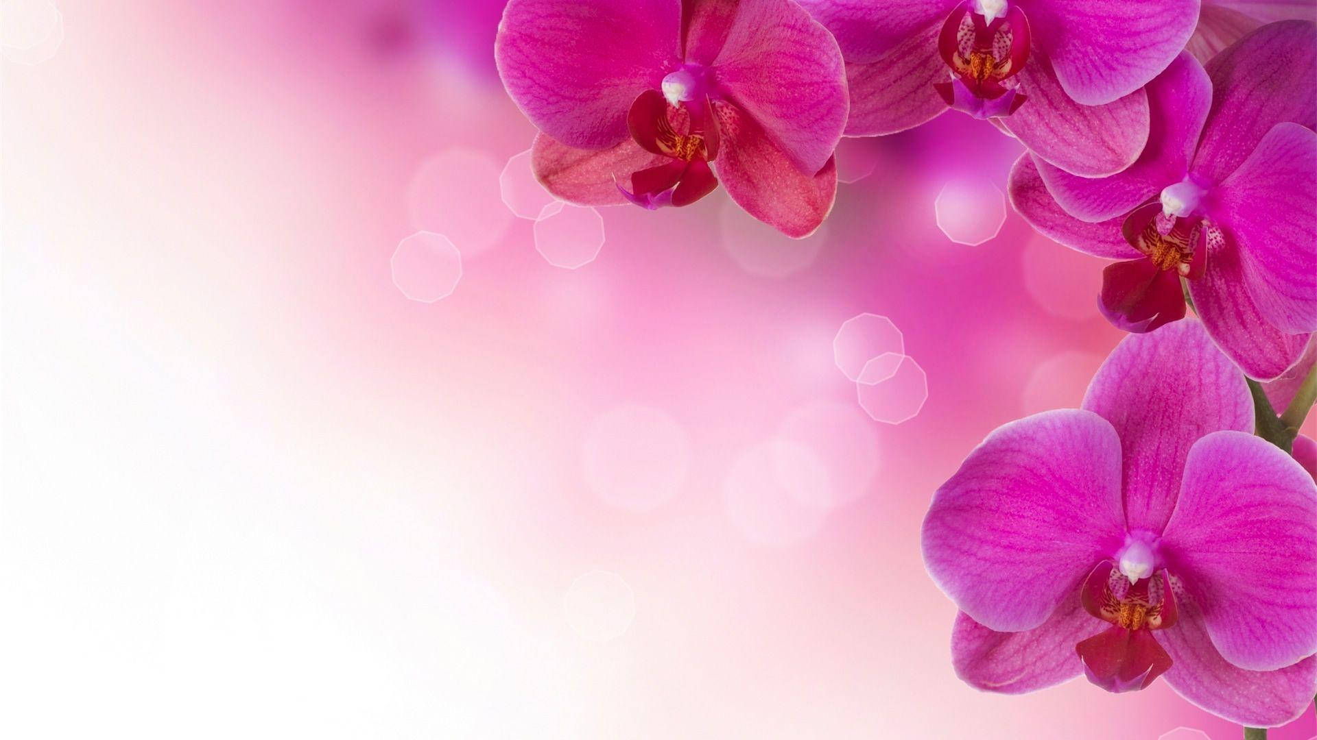 Blomme HD Pink Orkide Tapet. Wallpaper