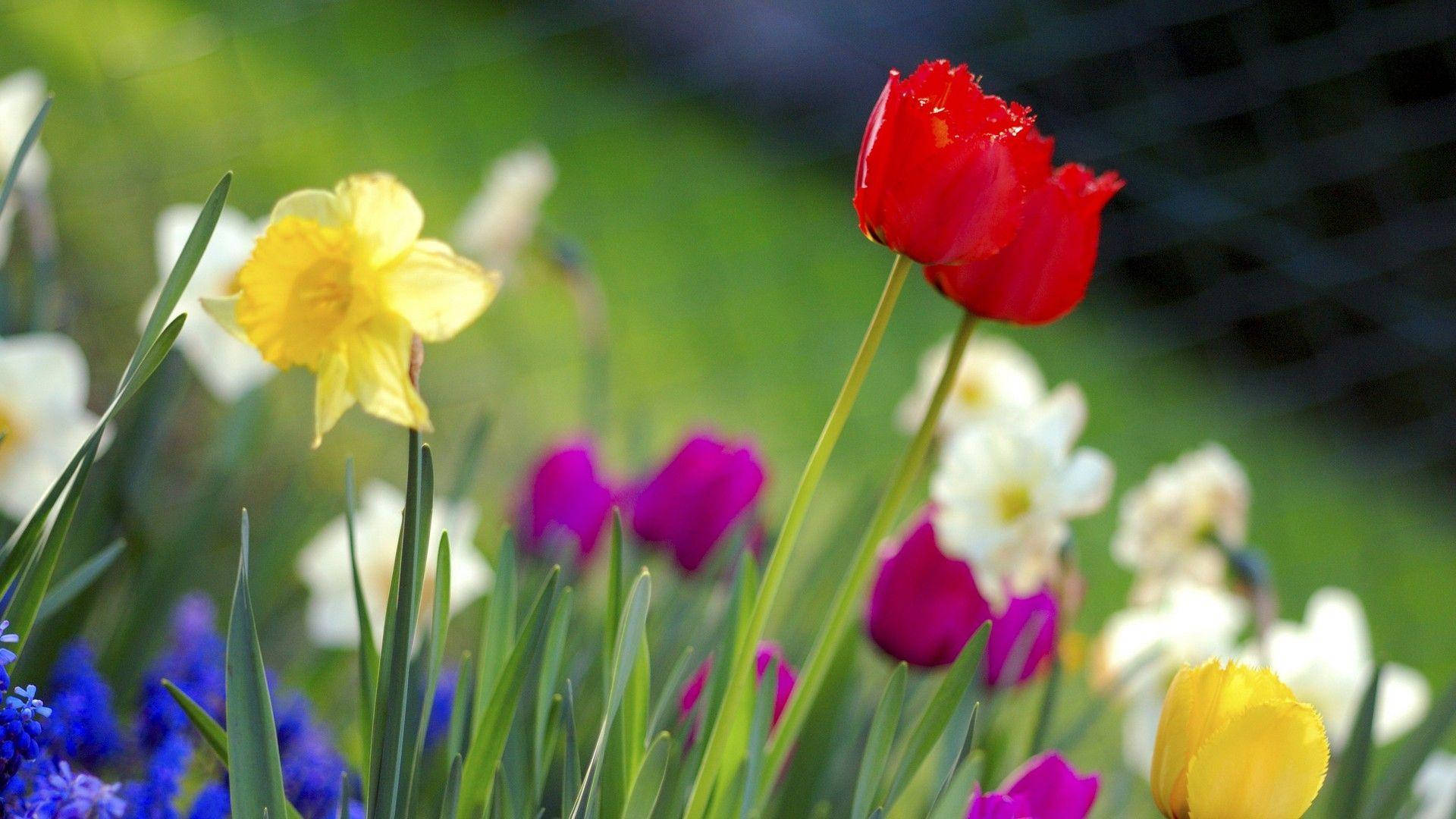 Floreshd Tulipanes Rojos Fondo de pantalla