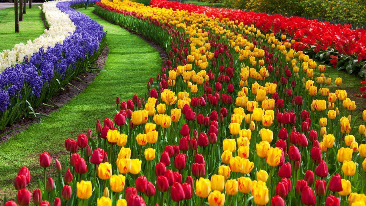 Florhd Jardín De Tulipanes Fondo de pantalla