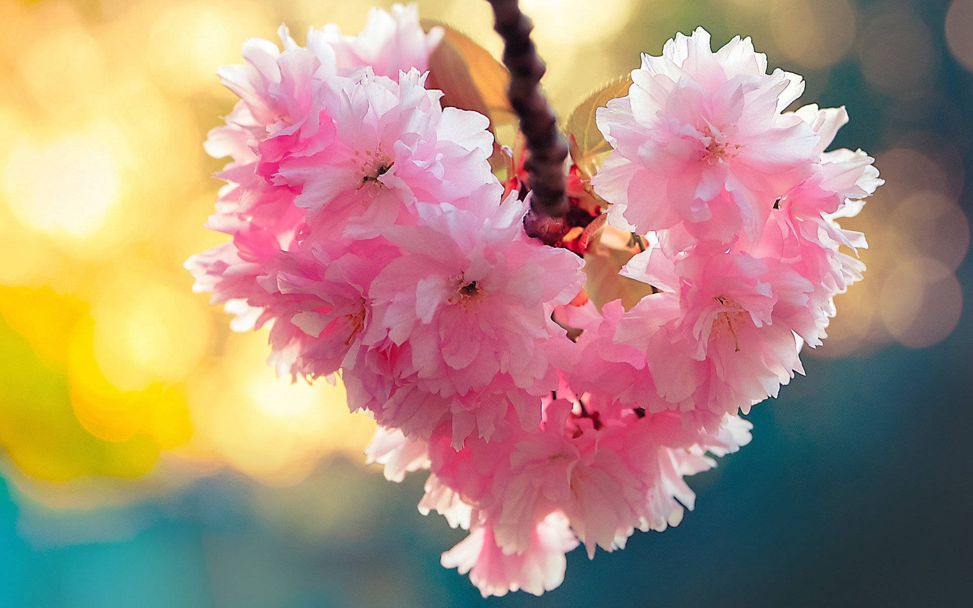 Flower Heart Cherry Blossoms Wallpaper