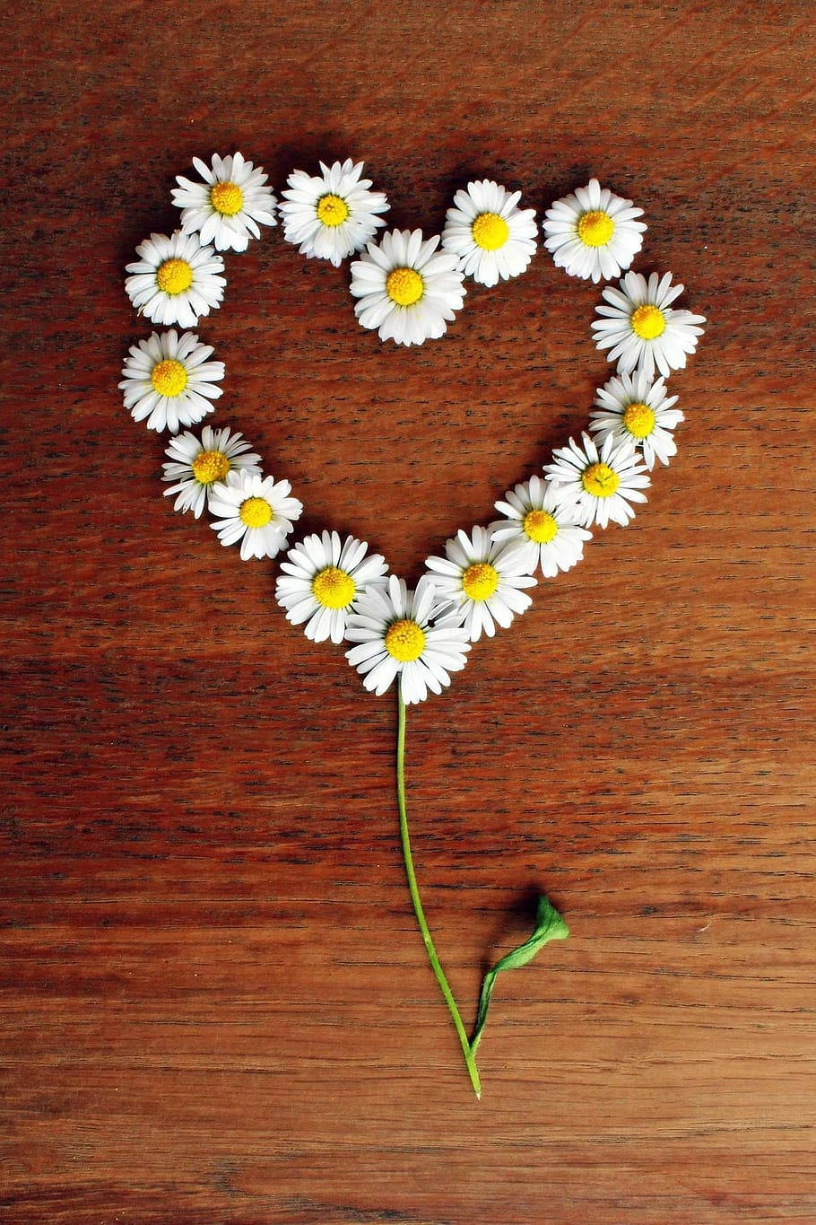 Flower Heart Of Daisies With Stem Wallpaper
