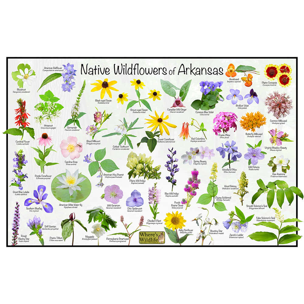 Native Wildflowers Of Arkansas Poster