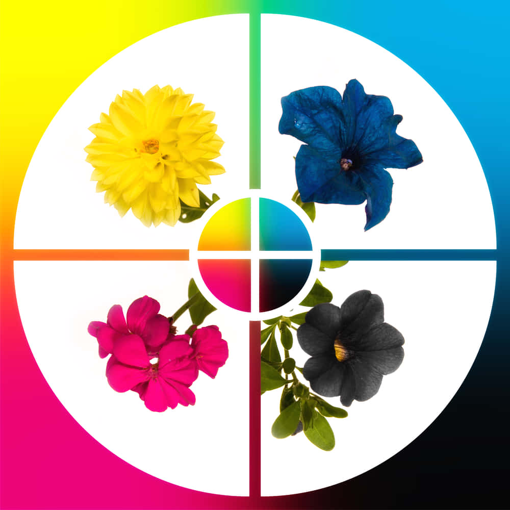 Four Different Flowers In A Circle With Different Colors
