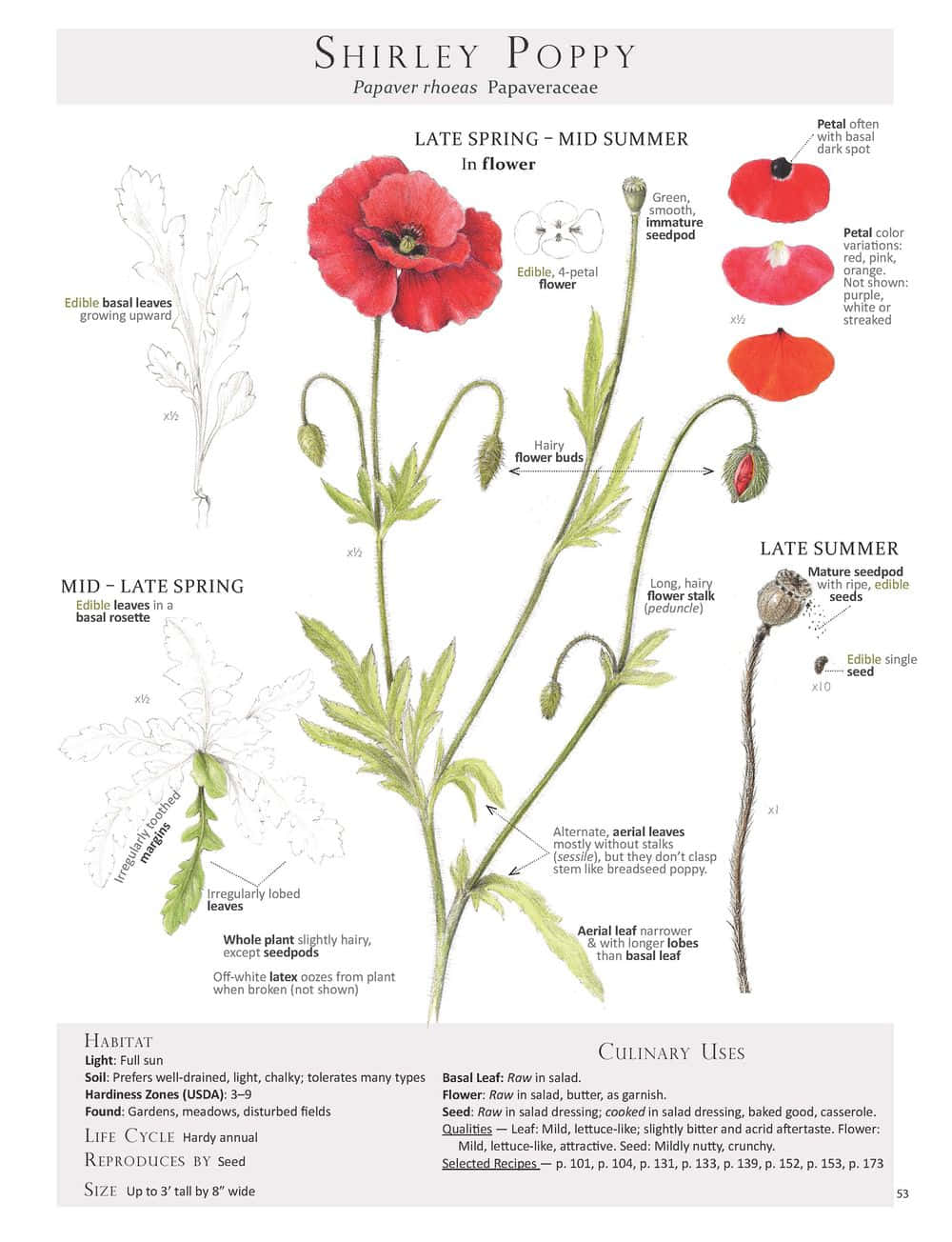 A Poster Showing The Different Types Of Poppies