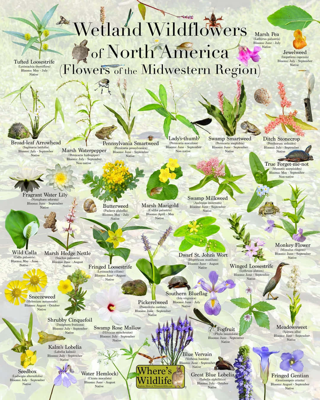 A Poster Of Wildflowers Of North America