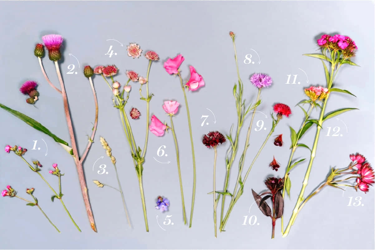 Engrupp Blommor Med Siffror På Dem