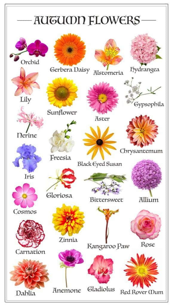 A Poster With The Names Of Many Different Flowers