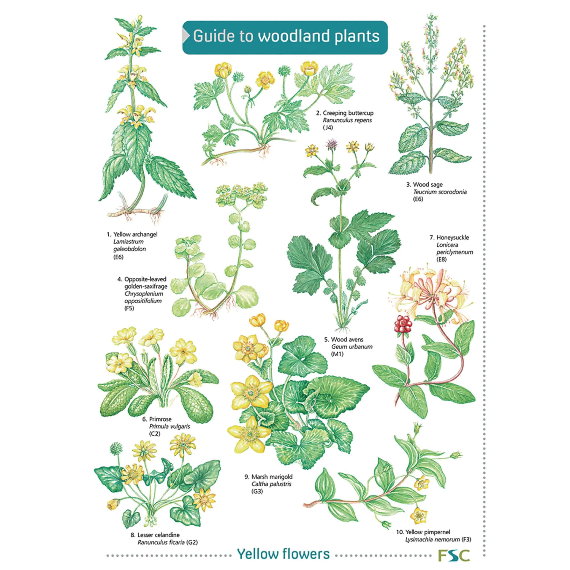 A Poster Showing Different Types Of Plants