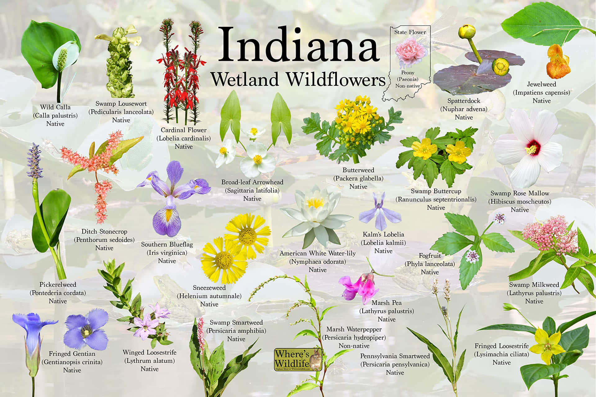 Indiana Wildflowers Poster
