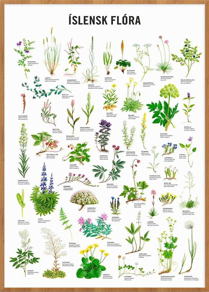 Isleskflora - En Affisch Med Olika Växter