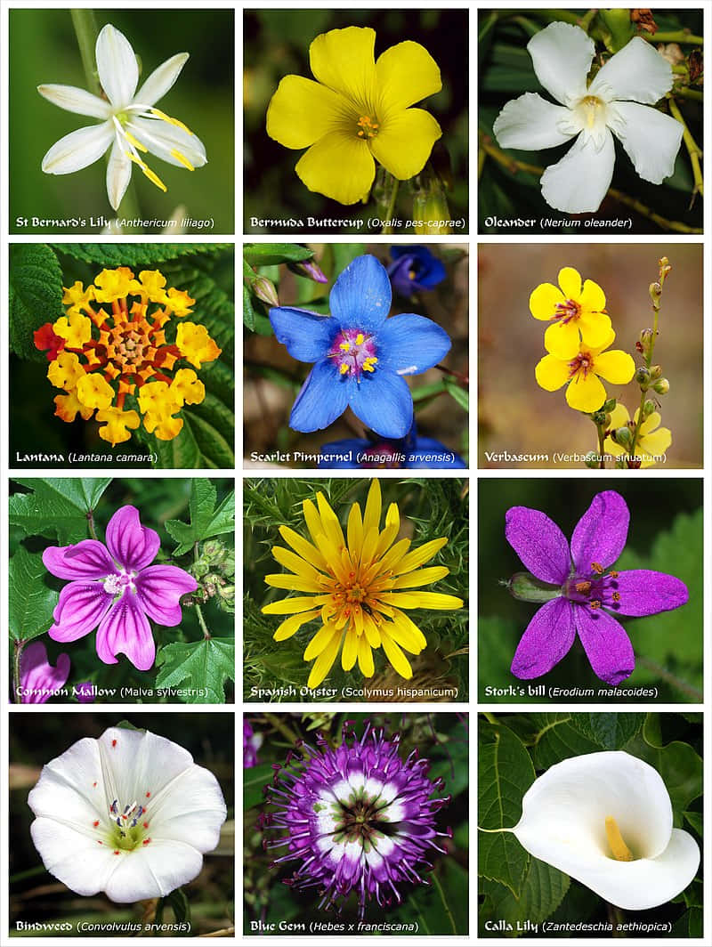 A Collage Of Different Flowers In Different Colors