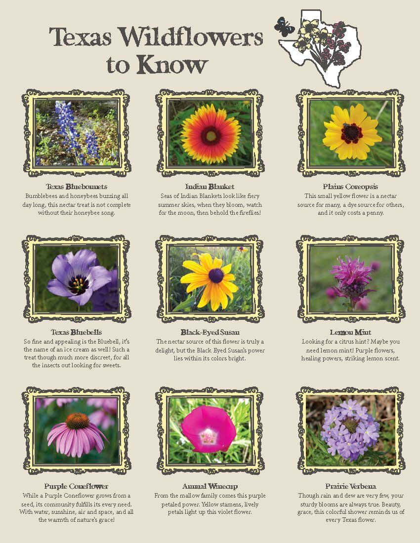 Texas Wildflowers To Know Poster