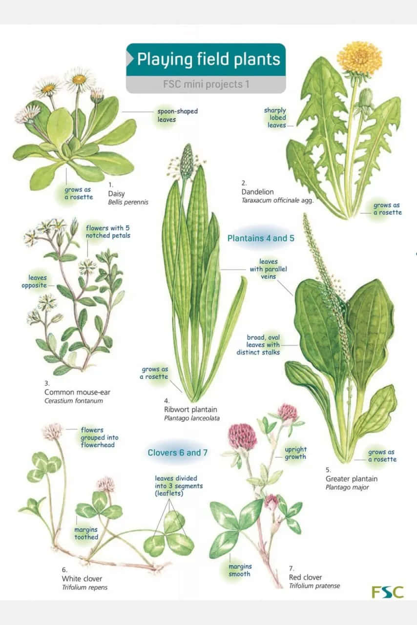 Common Flower Identification Guide: Use This Chart To Easily Recognize Different Types
