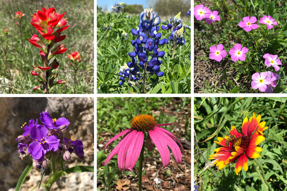 A Collage Of Flowers