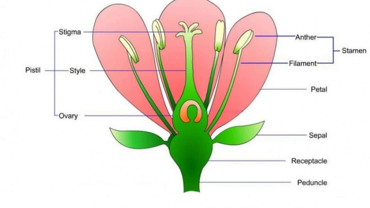 A Diagram Of The Parts Of A Flower