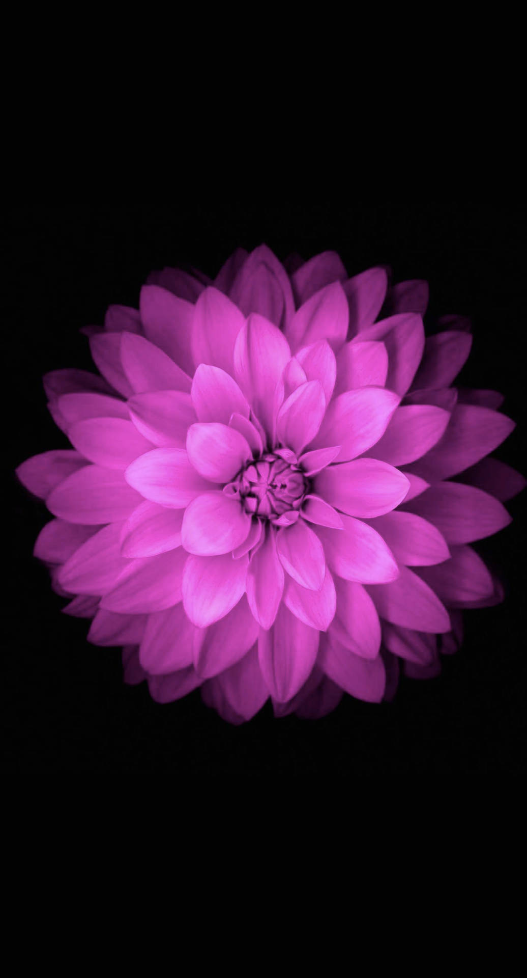 Flower In Purple Iphone Wallpaper