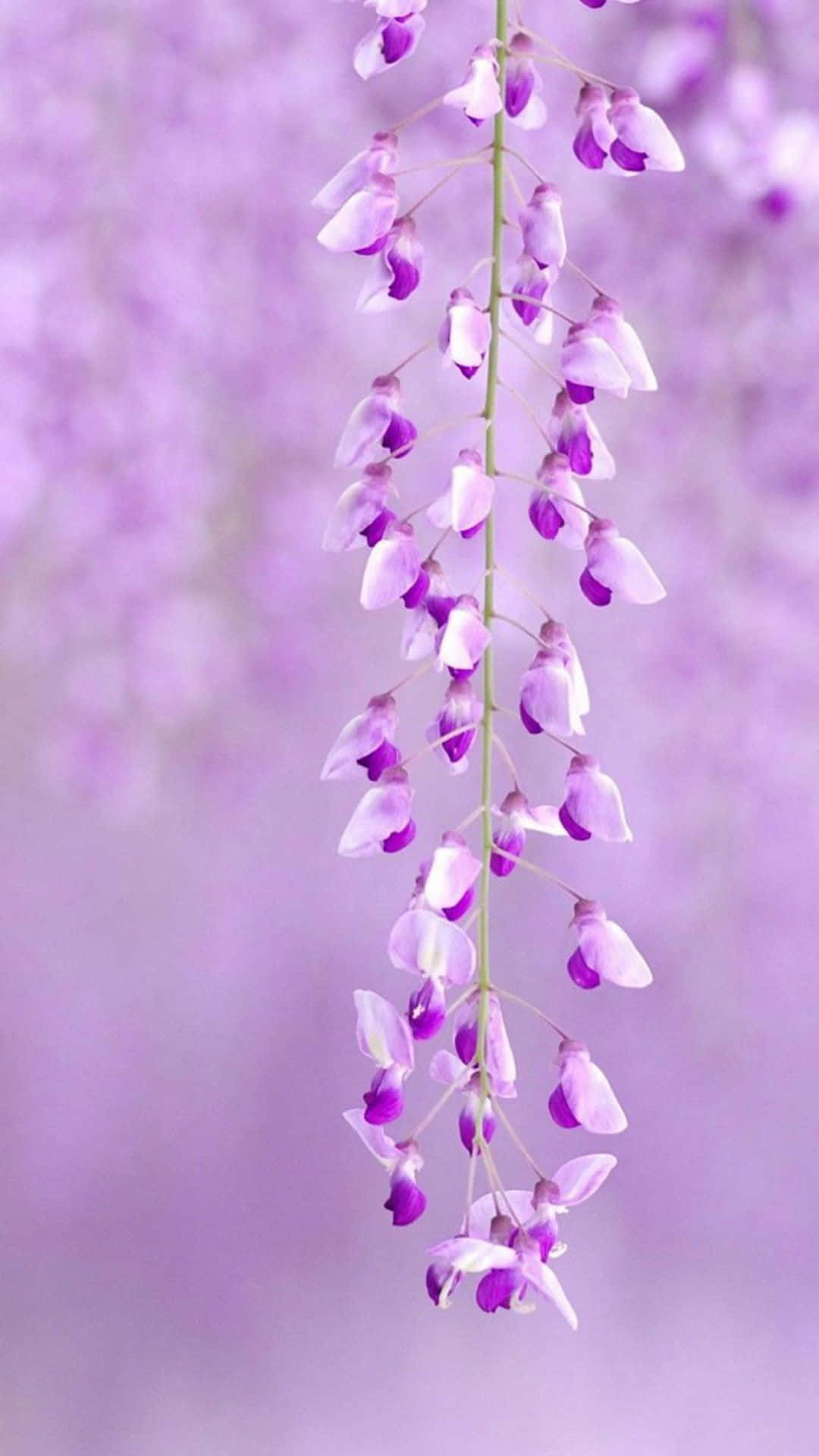 A Purple Flower Hanging From A Branch