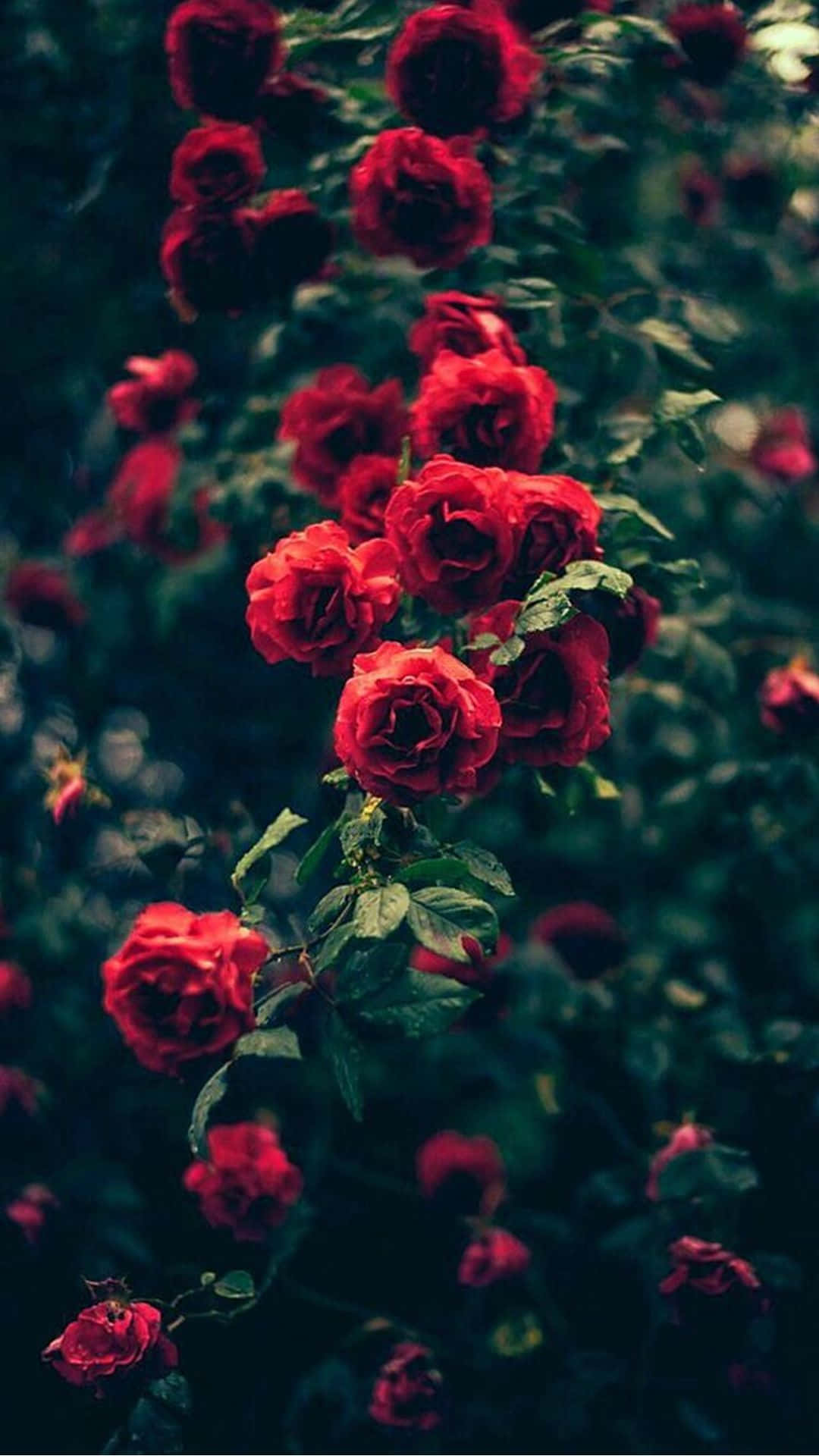 Rosasvermelhas No Escuro