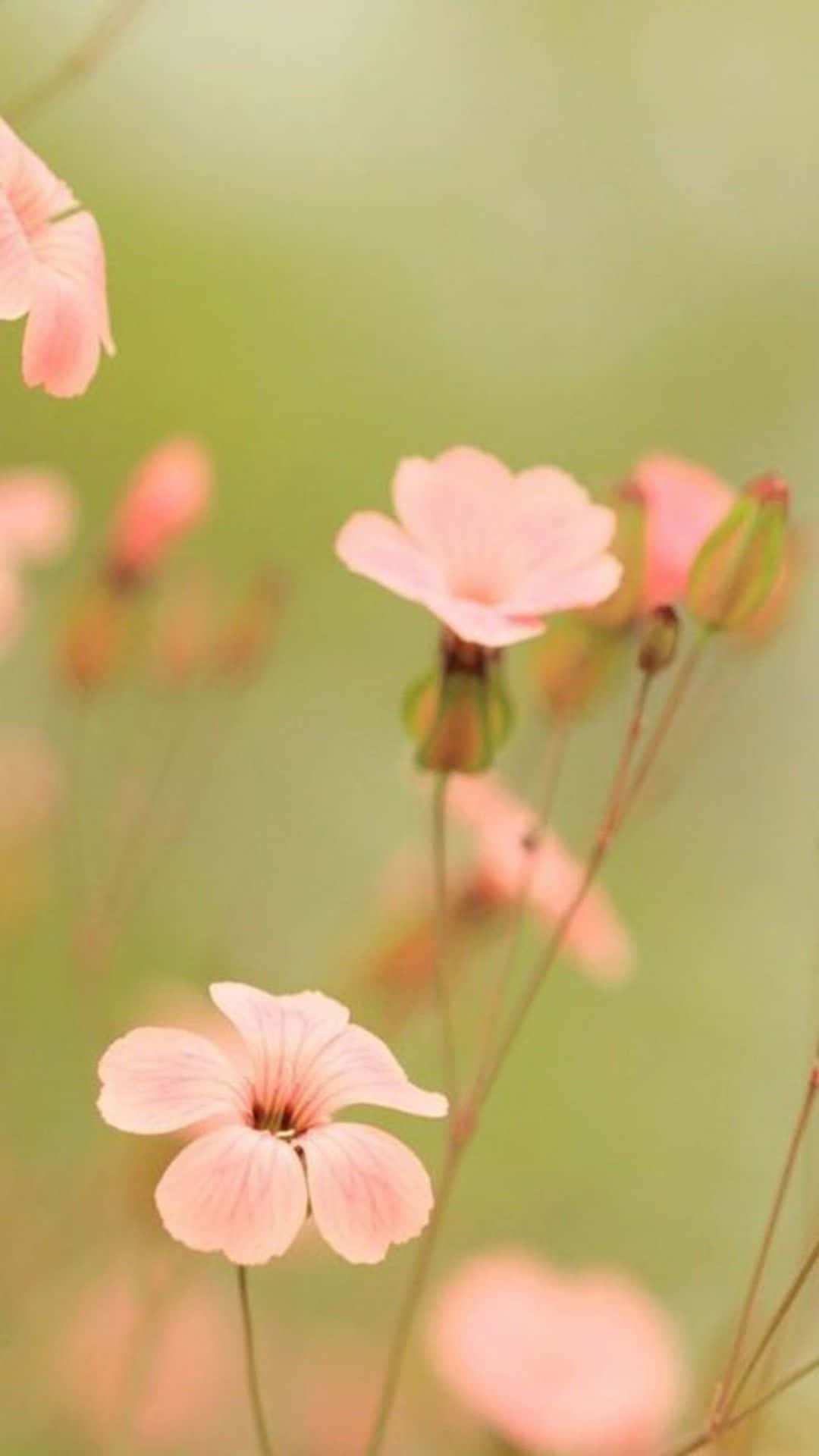 "Beautiful flower wallpapers to customize your Iphone"